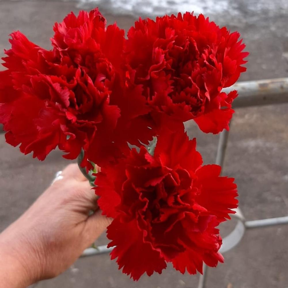 Букет из трех красных гвоздик 